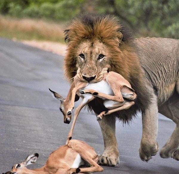 1. Yemeğini taşıyan bir aslan: