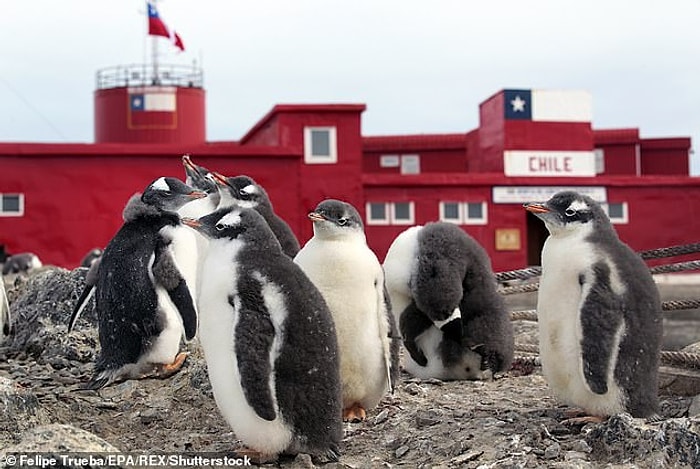 Коронавирус добрался до Антарктики: 36 человек, размещенных на чилийской исследовательской базе, подхватили вирус, и это означает, что он распространился на все континенты