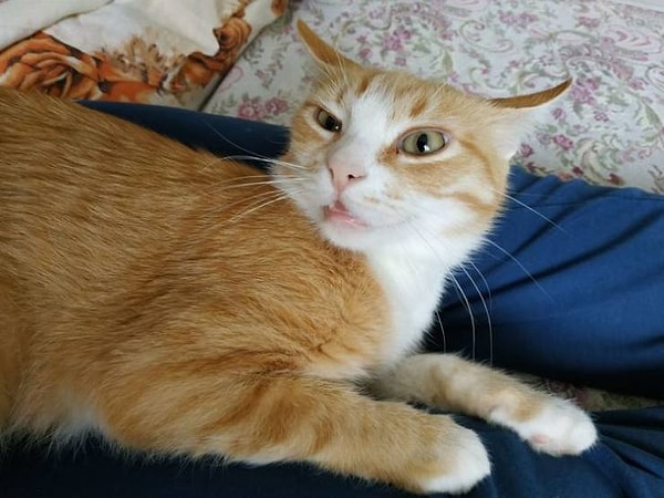 10. "Когда ты неожиданно будишь своего кота, который не давал тебе спать полночи".