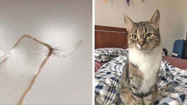 18. "Мой кот пролил газировку на стол, а потом приклеился к нему своим з*дом".