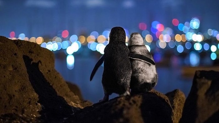 Eşlerini Kaybetmiş İki Penguenin Tesellisi, Fotoğraf Ödülü Getirdi: 'Saatlerce Şehrin Işıklarını İzliyorlar'