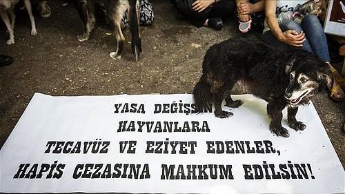 Hayvan Hakları Yasası İçin Ne Bekleniyor? Antalya'da Bir Kedi Bacakları Kesilmiş Halde Bulundu...