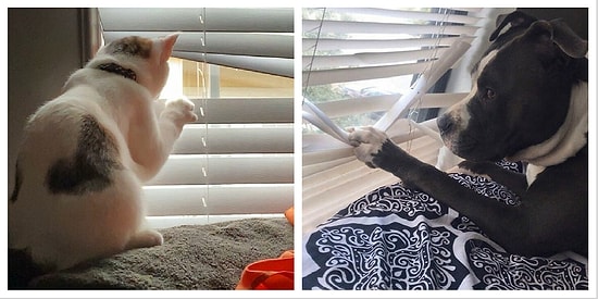 15 ужасно любопытных хвостатых соседей, которые обожаю совать свой нос в чужие дела