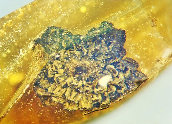 100 Milyon Yıl Öncesine Ait Yeni Bir Çiçek Türü Keşfedildi