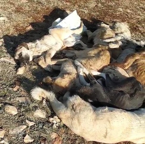 Boş Bir Araziye Atılmışlar: 29 Köpek Baygın Bir Halde Bulundu