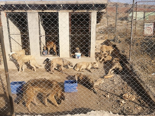 Boş Bir Araziye Atılmışlar: 29 Köpek Baygın Bir Halde Bulundu