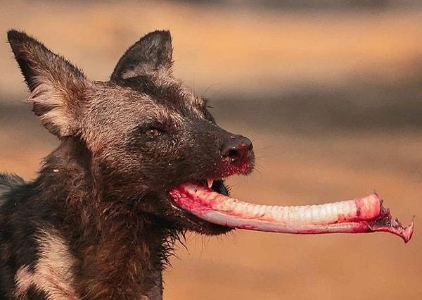 16. Üç antilopu yaşamak için öldüren bu yaban köpeği: