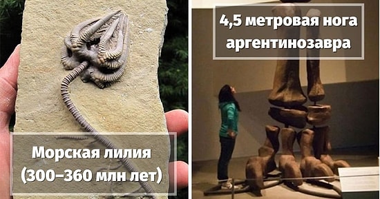 15 самых удивительных окаменелостей эпохи динозавров, найденных археологами, которые заставят вас сказать "Ух,ты!"