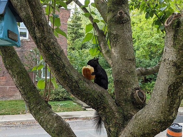 7. У меня было не самое лучшее утро, а потом эта проклятая белка украла круассан, который я сохранил, чтобы наконец насладиться после работы