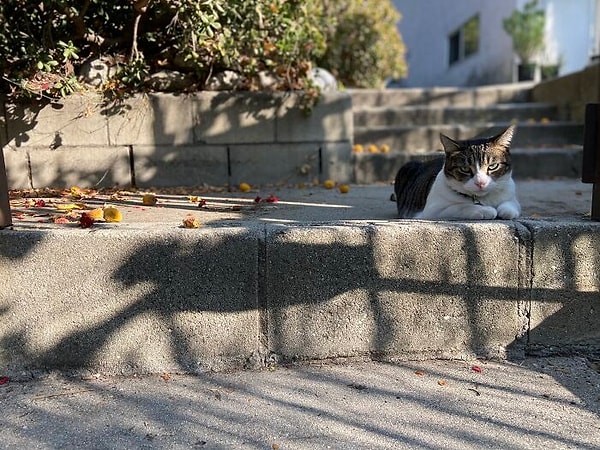 2. Хозяйка Чайны по имени Моника взяла котейку к себе еще в далеком 2013 и всерьез прикипела к ней душой.