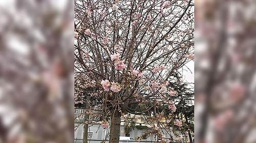 İstanbul'un Biyolojik Ritmi Bozuldu: 'Aralık Ayında Ağaçların Çiçek Açması Normal Değil'