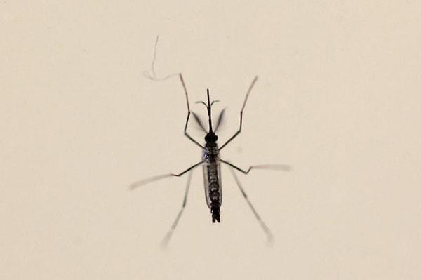 'Sivrisinekler ısıracakları hedefi çoğunlukla kokuya göre seçerler'
