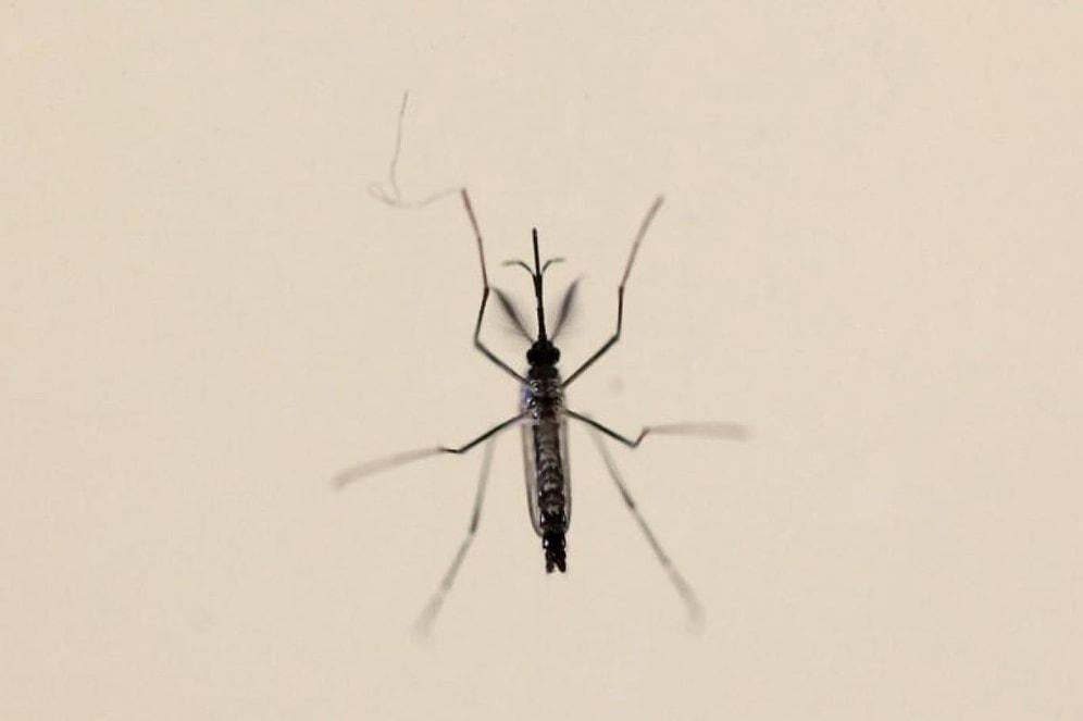 Bilim İnsanları, Yanıtı Merak Edilen Sorunun Peşinde: Sivrisinekler İnsan Kokusunu Nasıl Alıyor?