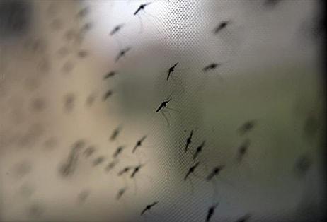 Kovid-19 Virüsünü Taşıyorlar mı? Uzmanlarda Sivrisinek Açıklaması