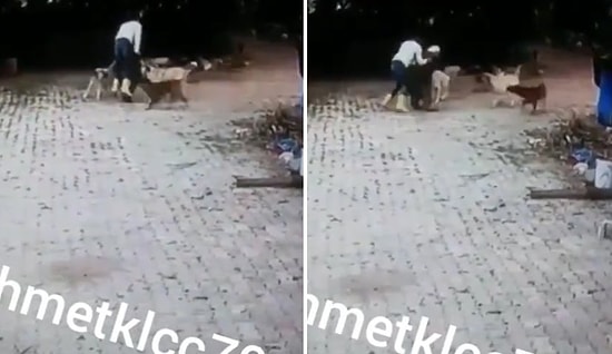 Köyde Köpeklerin Saldırısına Uğrayan Gencin Saldırıdan Kurtulmak İçin Seçtiği Efsane Yöntem