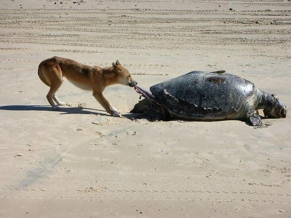 13. Deniz kaplumbağası leşiyle beslenen bir yaban köpeği:
