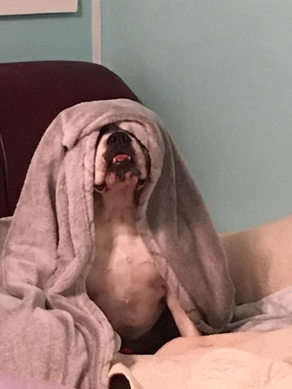 14. Она думает, что я ее не вижу. Уровень майстерства "Моя собака"