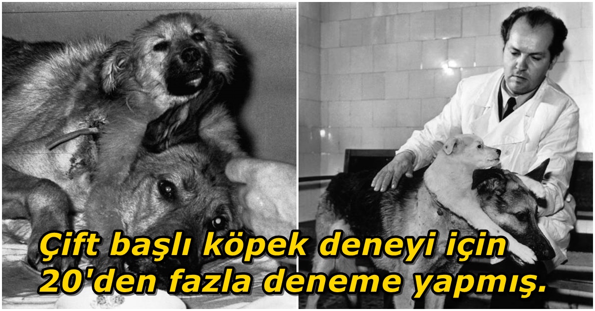 Ünlü Çift Başlı Köpek Deneyi ile Tüm Dünyayı Şaşkına Çeviren Bilim