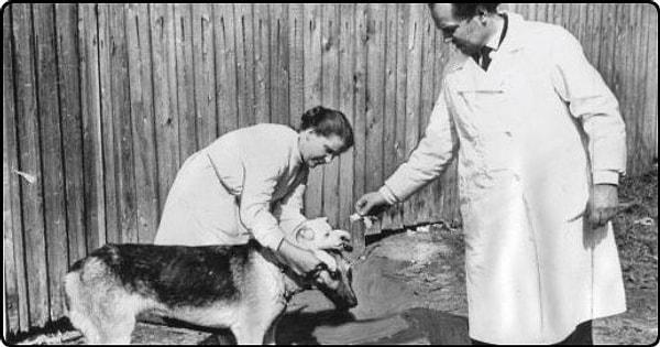 Pavlov'un Köpeği deneyinden etkilenerek neredeyse tüm denemelerini köpekler üzerinde kullanan Demikhov, henüz bir öğrenciyken kalp destek cihazı geliştirmiştir.