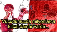 Kolunu ya da Bacağını Kaybeden İnsanların Damarlarındaki Kan Yeni Yönünü Nasıl Bulur?