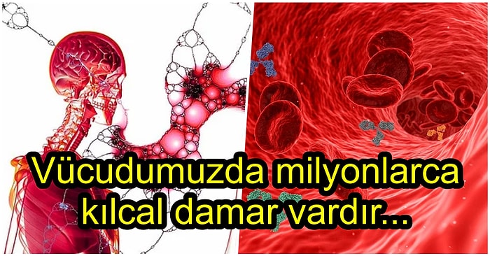 Kolunu ya da Bacağını Kaybeden İnsanların Damarlarındaki Kan Yeni Yönünü Nasıl Bulur?