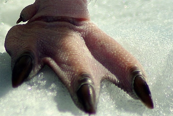 13. Я фотографировал пингвина, надел объектив, но он начал двигаться и остановился в меньше, чем в метре от меня, так что все, что я мог занять, это его ступня.