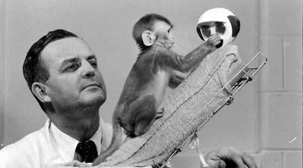 Etik olmadığı kabul edildiği için uzun yıllar boyunca tartışma konusu olan Harlow'un Maymun Deneyi, psikoloji alanında gerçekleştirdiği iddialı deneyler ile bilinen Psikolog Harry Harlow tarafından yapılıyor.