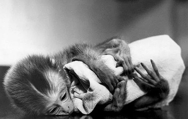Harlow bu sonuca vardıktan sonra deneyi biraz daha çeşitlendirir ve bebek maymunları ayrı odalara kapatarak korkutur.