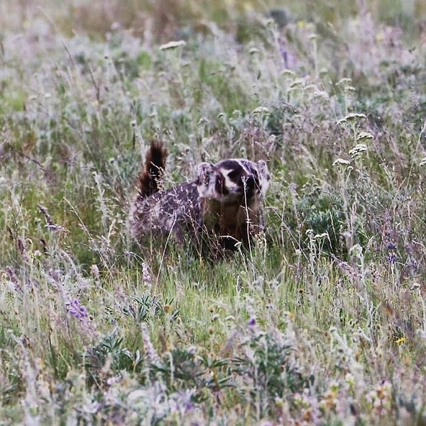 17. Это была последняя фотография, которую я сделал до того, как меня погнали по холмистой местности, я кричал и бежал так быстро, как мои ноги несли меня.