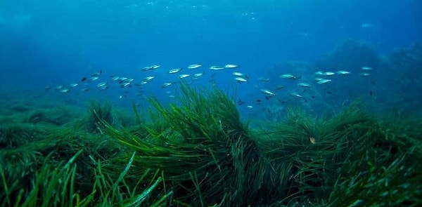 17. Bir deniz çayırı tarlası, karbondioksiti oksijene aynı büyüklükteki bir ormanın 8 katından fazla oranda dönüştürür.