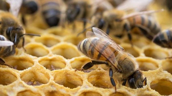 Bir İngiliz şirketi, bal arılarının kolaylıkla eğitilebileceğini kanıtladı.