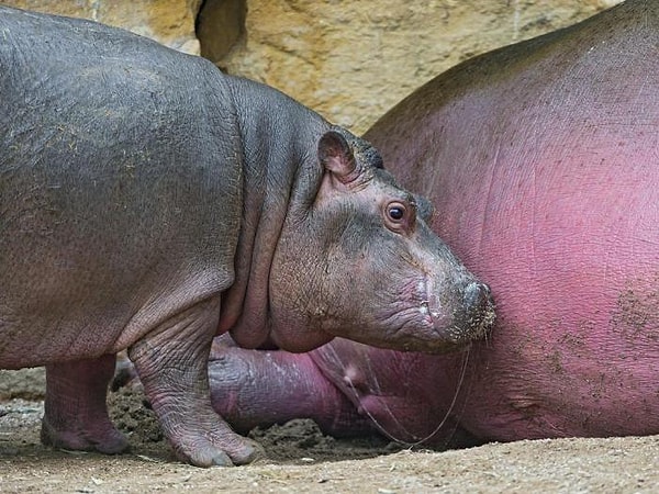 1. У бегемотов розовое молоко.