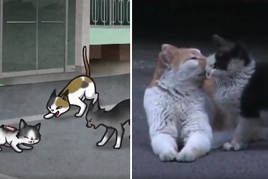 Kedilerin Saldırısından Başka Kedi Sayesinde Kurtulan Kedinin İyi İnsanların Elinde Yaşadığı Muhteşem Değişim