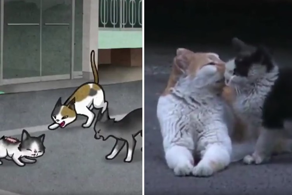 Kedilerin Saldırısından Başka Kedi Sayesinde Kurtulan Kedinin İyi İnsanların Elinde Yaşadığı Muhteşem Değişim
