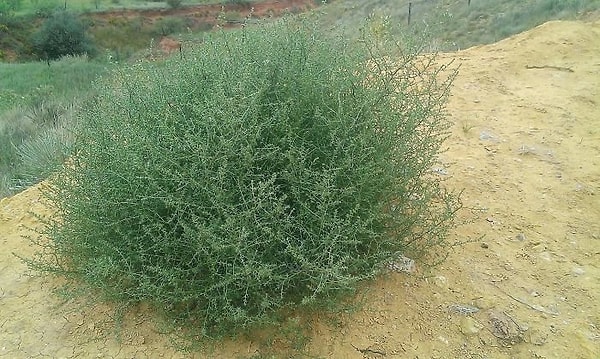 15. Перекати-поле до того, как оно высохнет