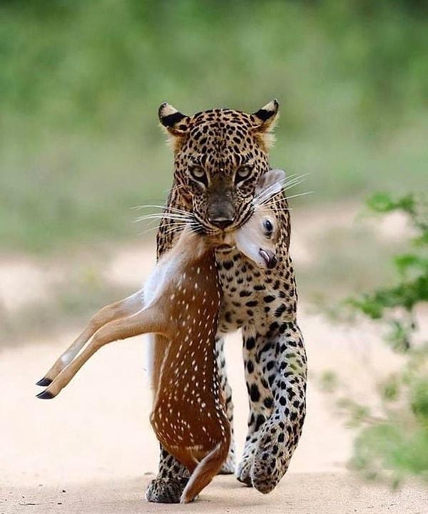 7. Tamamen avına konsantre olan bir leopar: