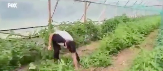 Araçlarına El Konulan Çiftçi İsyan Ederek Mahsulünü Söktü...