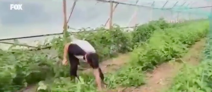 Araçlarına El Konulan Çiftçi İsyan Ederek Mahsulünü Söktü...