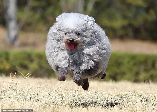 Необычный японский пудель напоминает овцу из-за о-очень пушистой шерсти