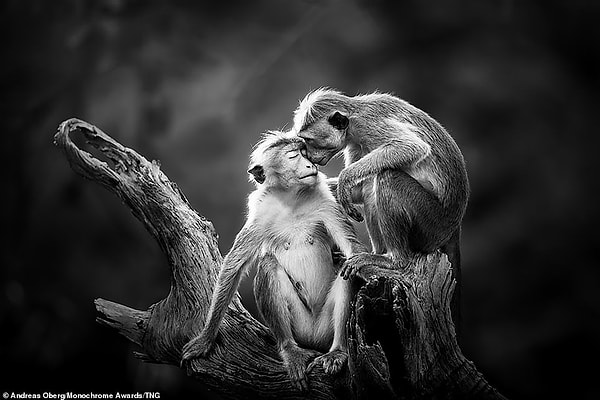 Две макаки обнимаются на вершине дерева в тысячелетних руинах Полоннарувы, Шри-Ланка. Британский фотограф Андреас Оберг, занявший второе место в категории любителей дикой природы, сказал: «После нескольких минут поиска термитов они сели рядом друг с другом в последних лучах заходящего солнца, наклонившись и разделив нежный момент взаимной привязанности.