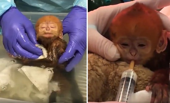 Yeni Doğan Maymunun İzlerken Pamuk Gibi Olacağınız İlk Anları