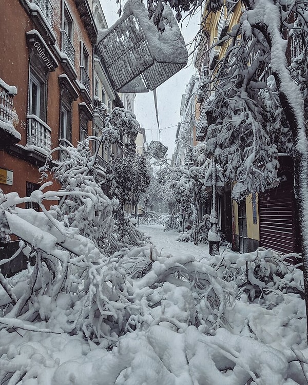 4. Многие деревья и рождественские украшения были уничтожены