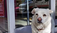 Ambulansın Peşinden Koştu: Sahibi Tedavi Gören Köpek, 5 Gündür Hastane Kapısında