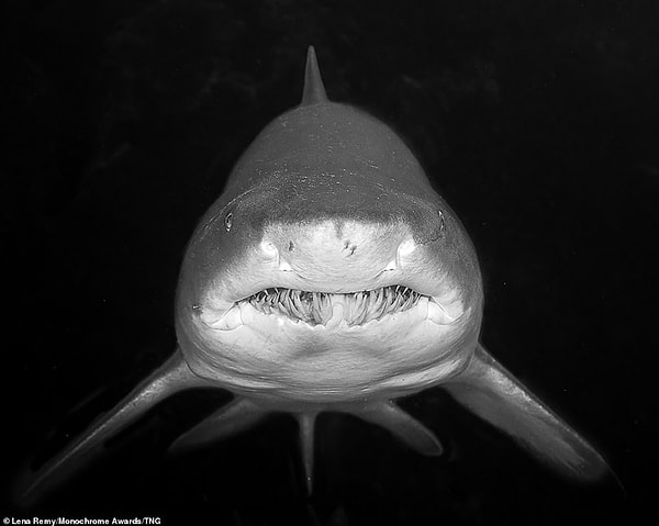 Ужасающая серая акула-нянька смотрит в камеру во время ночной охоты у восточного побережья Австралии. Фотографу Лене Реми потребовалось два дня погружений, чтобы сделать фотографию, которая получила почетную награду в категории любителей дикой природы.