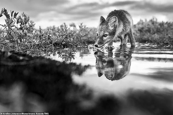 Песец наклоняется в луже во время охоты в Доврефьеле, Норвегия. Экономист Арнфинн Йохансен из Лиллехаммера, Норвегия, получил почетную награду в категории профессиональных снимков дикой природы.