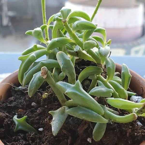 14. "Мой суккулент выглядит как стая дельфинов!"