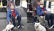 Hastanenin Kapısında Beklediği İnsan Dostu Cemal Şentürk Taburcu Olunca Mutluluktan Havalara Uçan Köpek