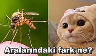 Neden Kedi ve Köpek Öldürenlere "Cani" Diyoruz da Sinek Öldürenleri Normal Karşılıyoruz?