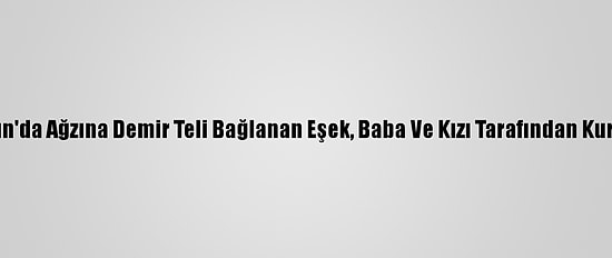 Samsun'da Ağzına Demir Teli Bağlanan Eşek, Baba Ve Kızı Tarafından Kurtarıldı
