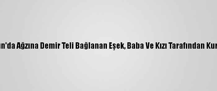 Samsun'da Ağzına Demir Teli Bağlanan Eşek, Baba Ve Kızı Tarafından Kurtarıldı